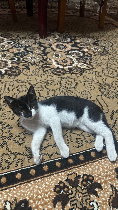 отдам в добрые руки котят мальчиков