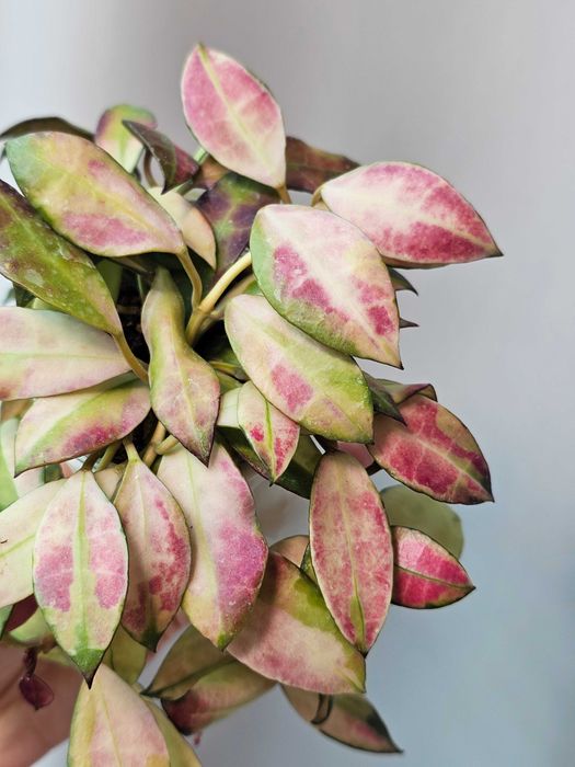 Хойи разных сортов