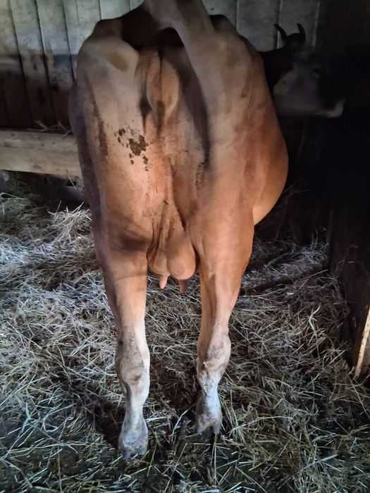 Vaca.  de vanzare