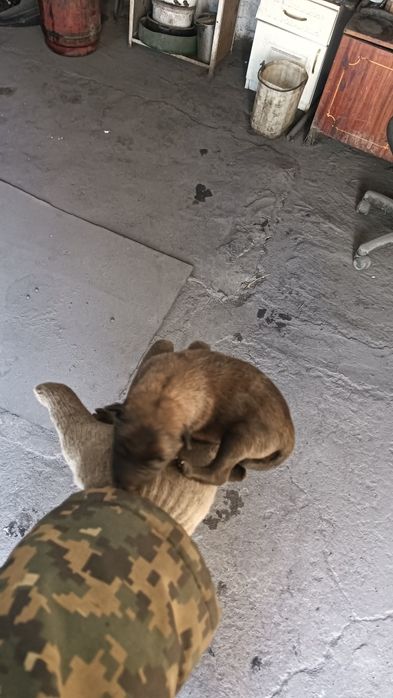 Бельгийская овчарка