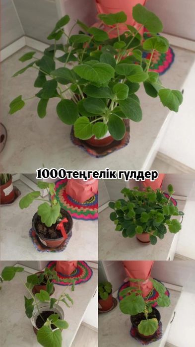 Команатние растения