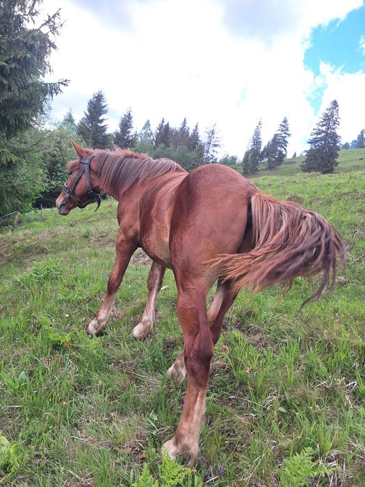 Mânz roib de un an de zile