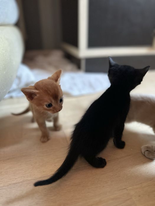 Продам Абиссинских  котят
