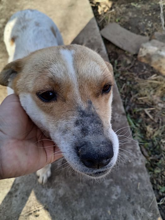 Отдам собачку в надёжные руки