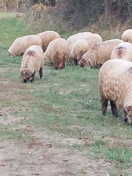 Vând oi bucălai miori!