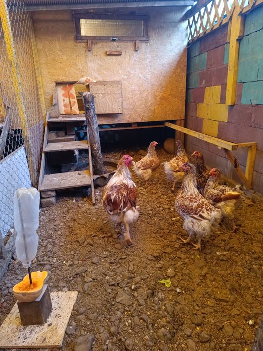 Продам молодое племенное поголовье Виандот белое золото