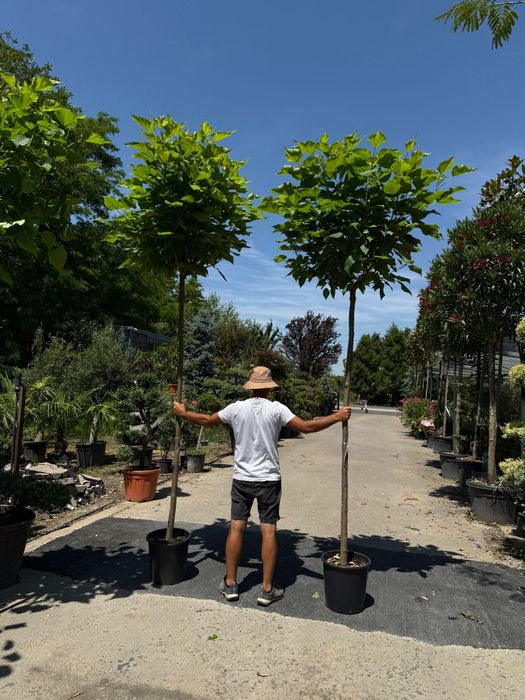 Vând catalpa globulară diferite dimensiuni