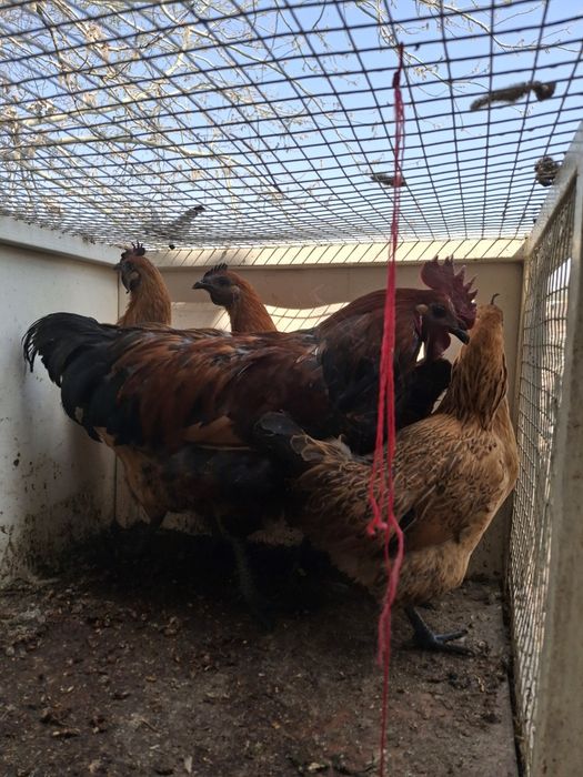 Лакеданзе молодая семейка