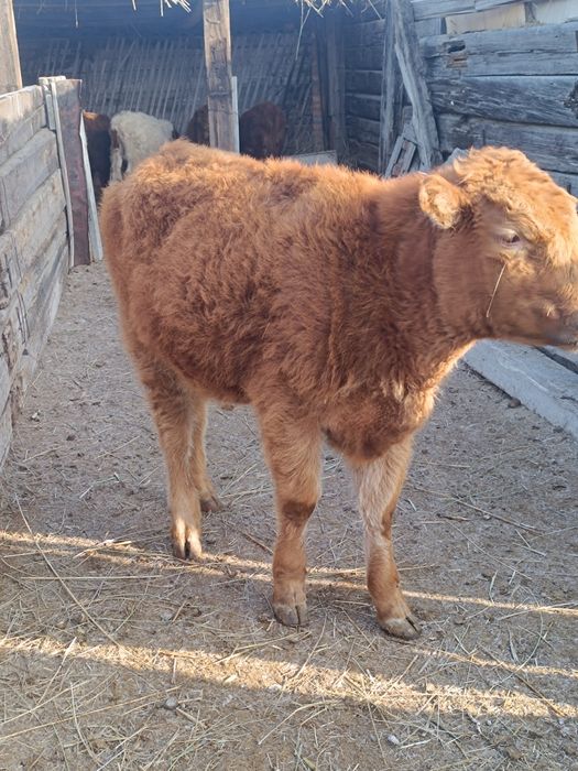 Ұрғашы бұзау сатылады