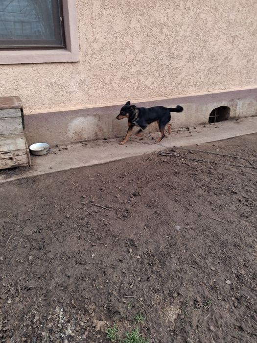 Ofer gratuite câine