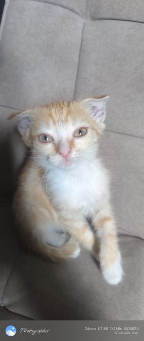 Вислоушка девочка котенок