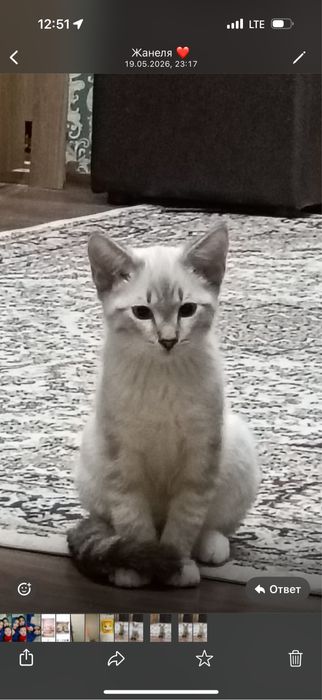 Продам котенка (кот)