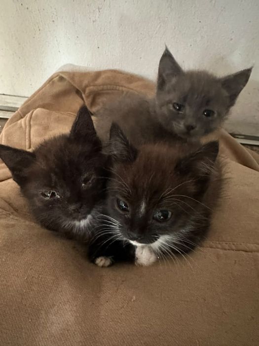 Отдам котят в добрые руки
