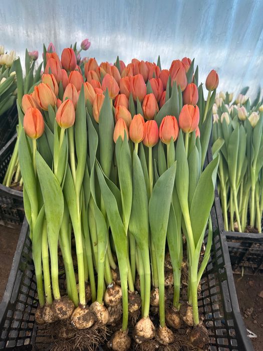 Тюльпаны оптом Алматы