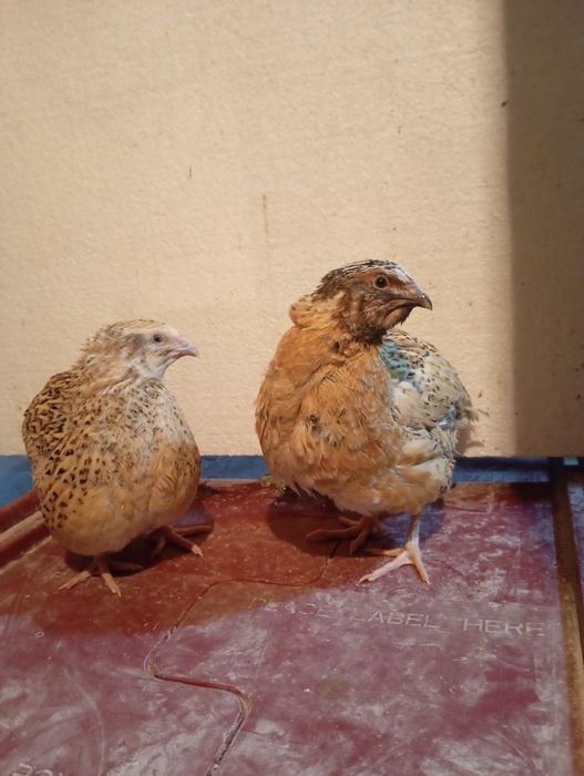 Prepelițe Polare/Jumbo Gold