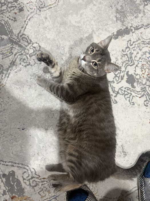 Отдам кота в хорошие руки