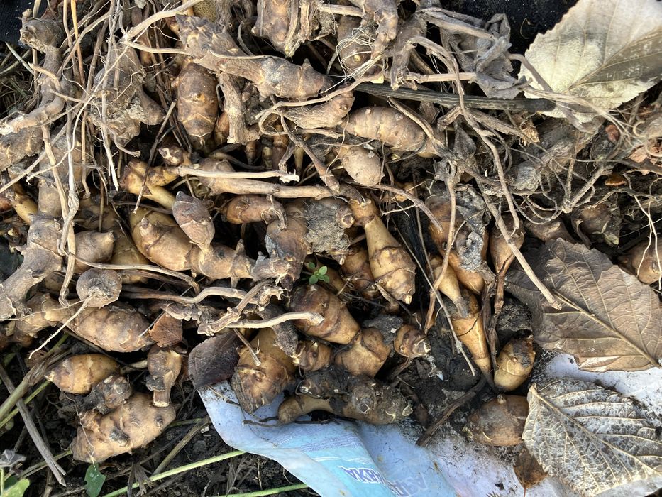 Топинамбур - очень полезный плод