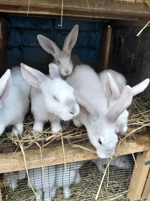 Iepuri de diferite vârste de vânzare.