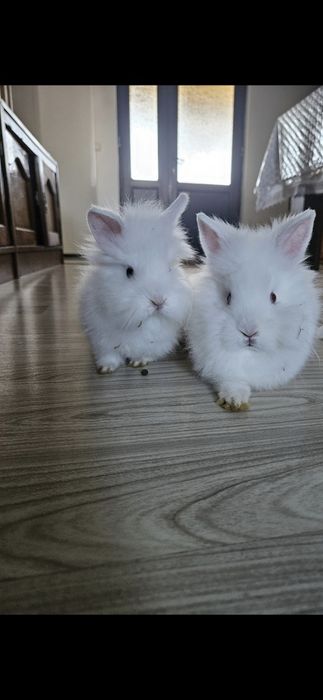 De vanzare Iepurași drăgălași