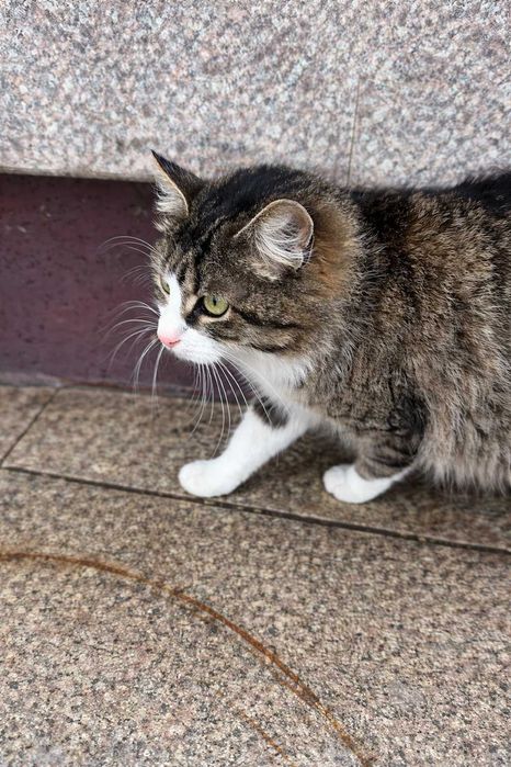 Feli - pisica "vorbăreaţă"