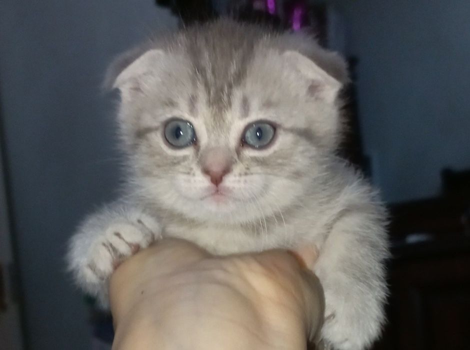 Scottish fold, Scottish strayd {okras mramor}