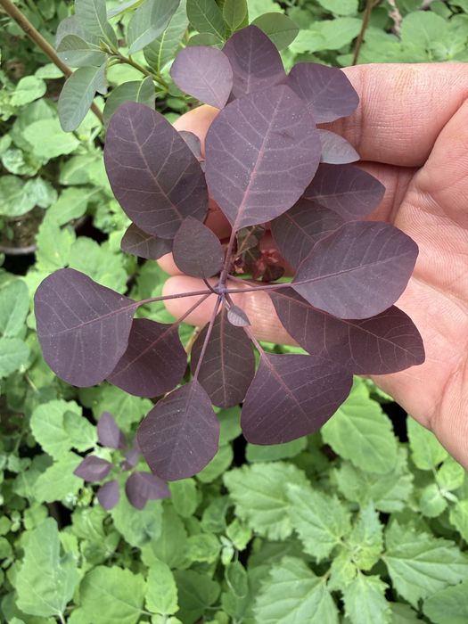 скумпия ‘atropurpureum’ kochati