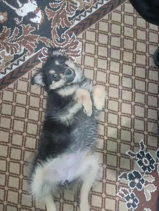 Животные собачка