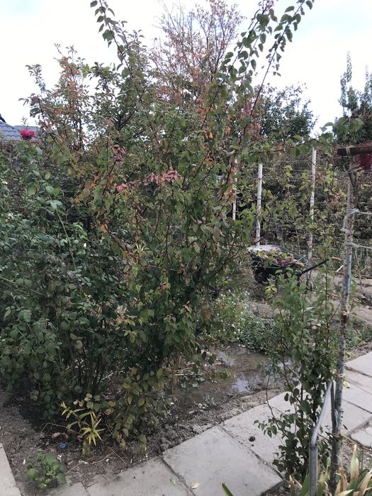 Молодые Саженцы Абрикос