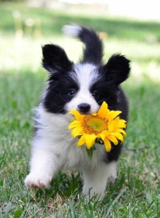 Pui border collie cu pedigree FCI