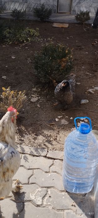 Xo'roz, tovuqlar sotiladi