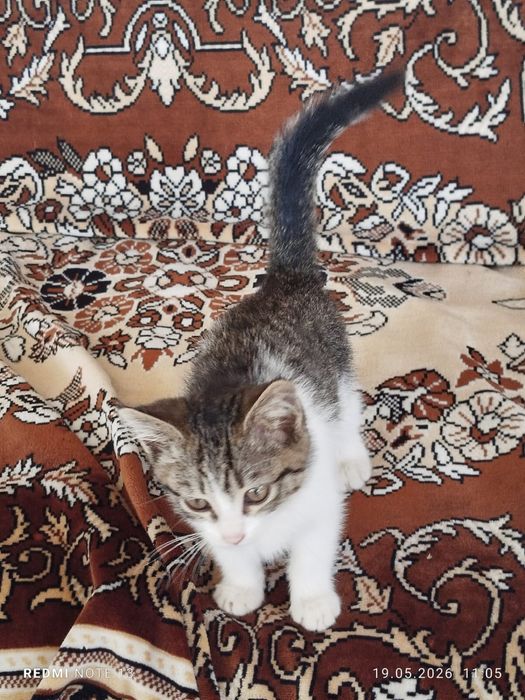 Продается котенок