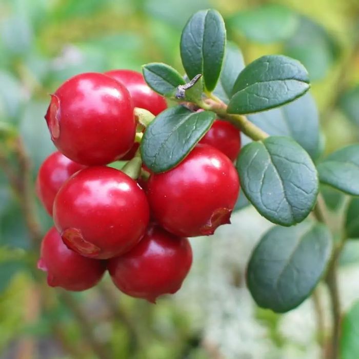 Arbusti Fructiferi (Afin Rosu )