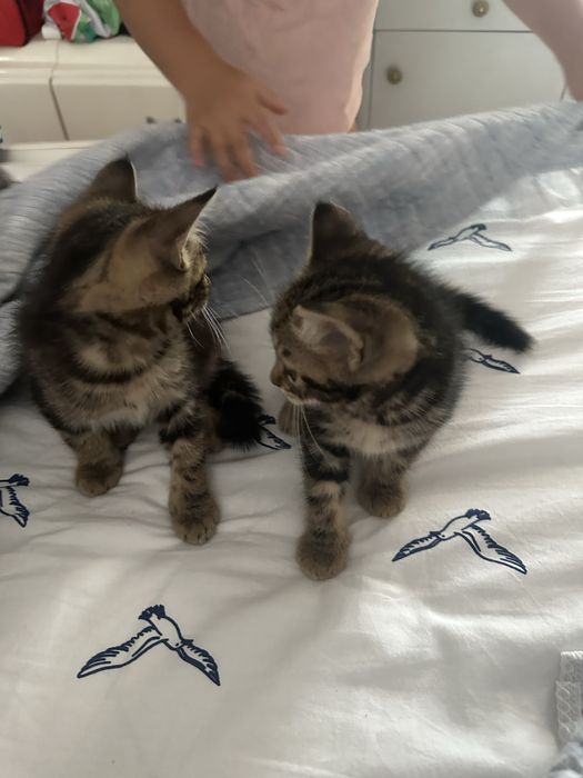 Отдам котят в добрые руки