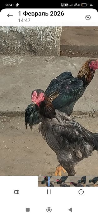 Сатлады срочнаа.