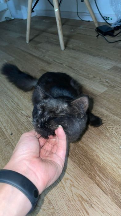Котенок в добрые руки