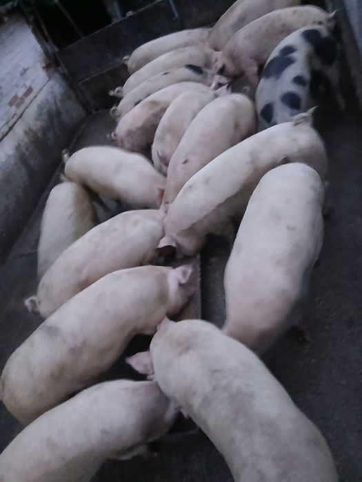 Продавам прасета за клане