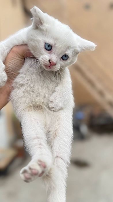 Кошки домашние пародистие