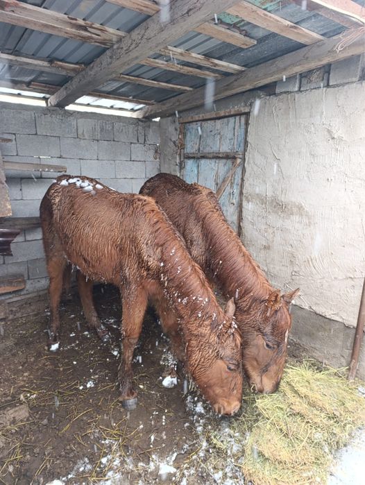 Продам тайчики по 10 мес