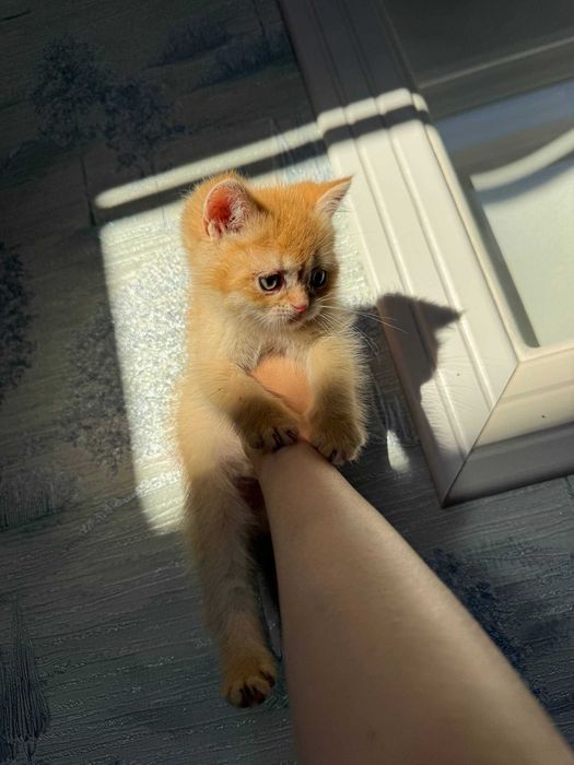 Котята Шиншиллы элитных кровей (Британцы/Шотландцы)