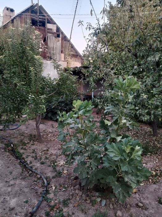 продаётся дом в чирчике