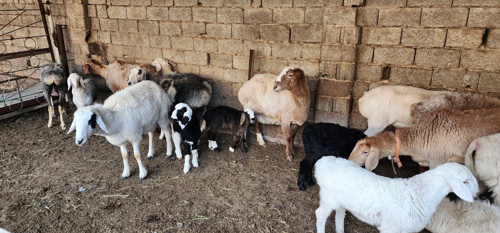 Она ва бола қўйлар. қирғиз