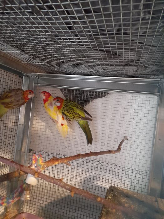 Diferite specii de papagali