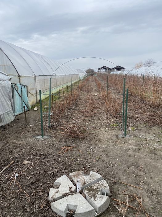 Drajoni- zmeura- polska