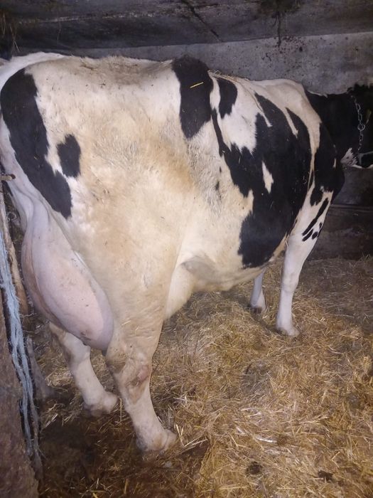 Vand vaca buna de lapte