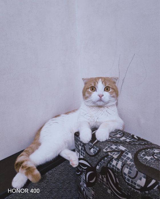 Отдам Котач хорошие руки