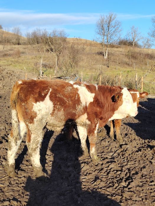 Vând viței bălțați și belgian