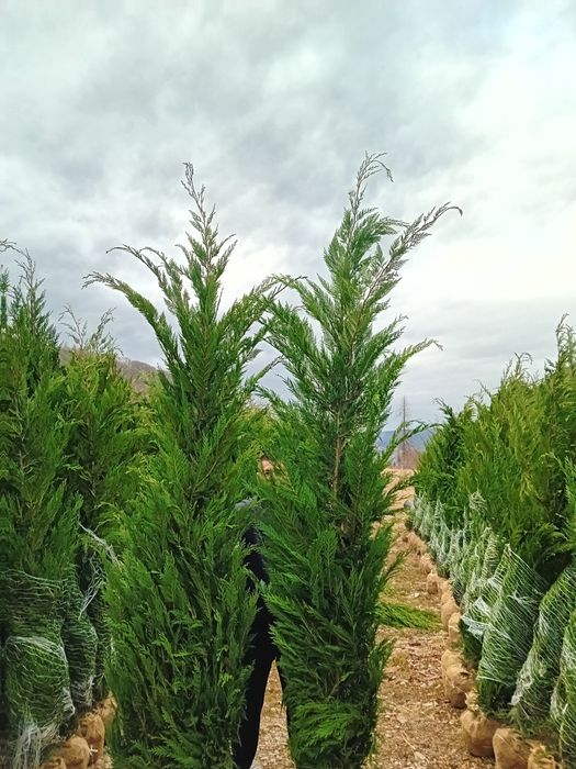 Vând chiparos chiparos leylandii