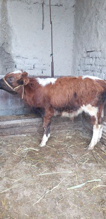 Qishloq xoʻjaligi mollari