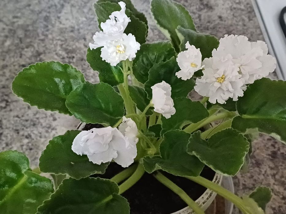 Продам комнатные цветы