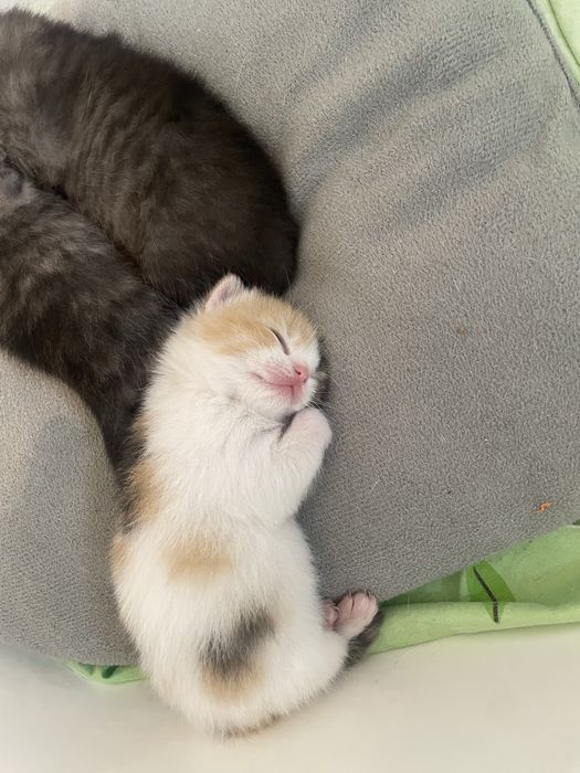 Красивые котята вислоухие.